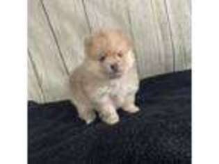 Pomeranian Puppy for sale in Sioux Falls, SD, USA