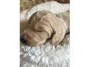 Goldendoodle Puppy for sale in Cuba, MO, USA