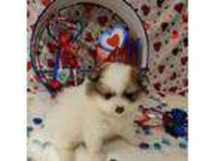 Pomeranian Puppy for sale in Steele, AL, USA