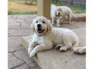 Medium Photo #1 Mutt Puppy For Sale in Belton, TX, USA