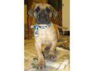 Great Dane Puppy for sale in ALIQUIPPA, PA, USA