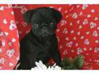 Pug Puppy for sale in Minerva, OH, USA