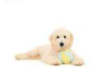 Goldendoodle Puppy for sale in Robertsdale, AL, USA