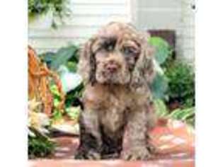 Cocker Spaniel Puppy for sale in Bird In Hand, PA, USA