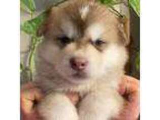 Alaskan Malamute Puppy for sale in Roanoke, VA, USA