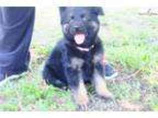 German Shepherd Dog Puppy for sale in Wichita, KS, USA