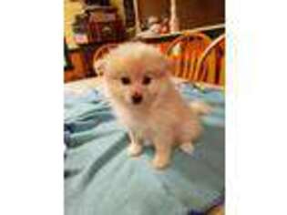 Pomeranian Puppy for sale in Williamstown, NJ, USA