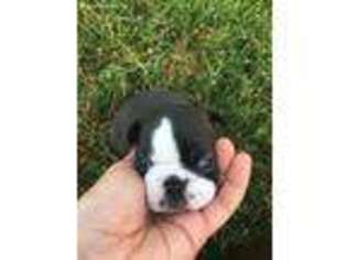 Boston Terrier Puppy for sale in Maryville, TN, USA