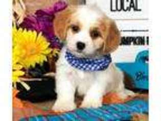 Cavachon Puppy for sale in Lisbon, OH, USA