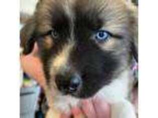 Medium Photo #1 Great Pyrenees Puppy For Sale in Denver, CO, USA