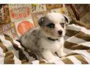Pembroke Welsh Corgi Puppy for sale in Dewey, OK, USA