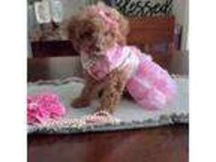 Cavapoo Puppy for sale in Black River, NY, USA