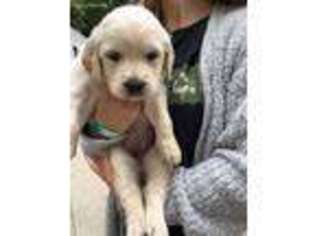 Golden Retriever Puppy for sale in Mason, IL, USA