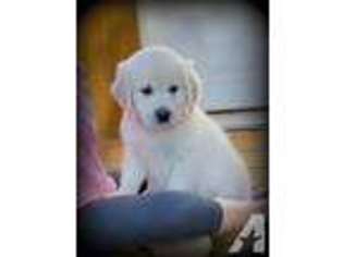 Labrador Retriever Puppy for sale in JANESVILLE, WI, USA