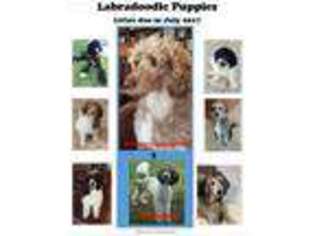 Labradoodle Puppy for sale in Ruskin, FL, USA