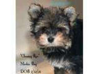 Mutt Puppy for sale in Lena, WI, USA