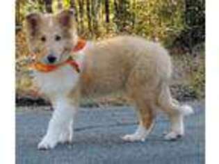 Collie Puppy for sale in Frederick, MD, USA