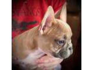 French Bulldog Puppy for sale in Morton, IL, USA