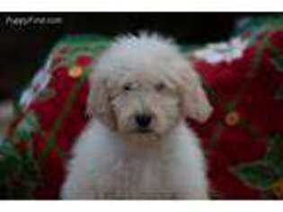 Goldendoodle Puppy for sale in Norwood, NC, USA