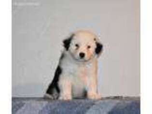 Australian Shepherd Puppy for sale in Holiday, FL, USA