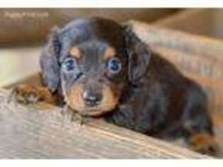 Dachshund Puppy for sale in Anderson, MO, USA