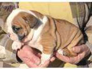 Bulldog Puppy for sale in Falkville, AL, USA