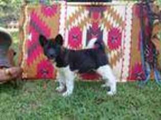 Akita Puppy for sale in Honobia, OK, USA