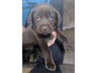 Labrador Retriever Puppy for sale in Clyde, NY, USA