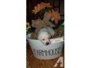 Labrador Retriever Puppy for sale in Morral, OH, USA
