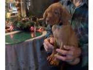 Vizsla Puppy for sale in Etters, PA, USA