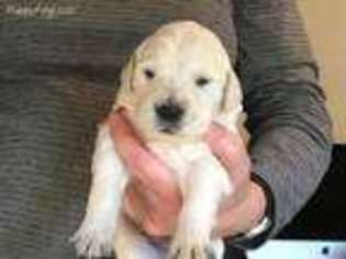 Mutt Puppy for sale in Congers, NY, USA