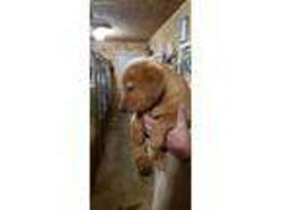 Labrador Retriever Puppy for sale in Menominee, MI, USA