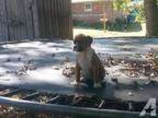 Boxer Puppy for sale in DISPUTANTA, VA, USA