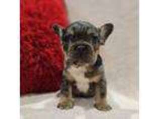 French Bulldog Puppy for sale in Chehalis, WA, USA