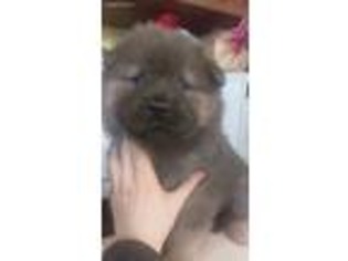 Chow Chow Puppy for sale in Estacada, OR, USA