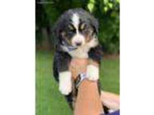 Bernese Mountain Dog Puppy for sale in Blackfoot, ID, USA