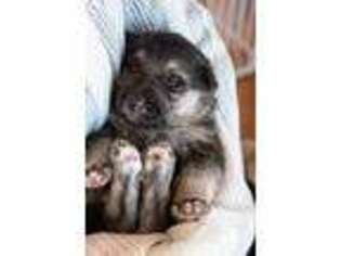 German Shepherd Dog Puppy for sale in Bedford, VA, USA