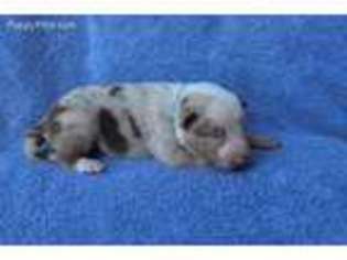 Border Collie Puppy for sale in Courtland, AL, USA