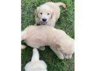 Golden Retriever Puppy for sale in Broxton, GA, USA