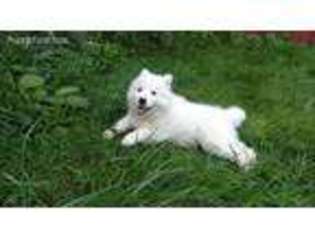Siberian Husky Puppy for sale in Fredonia, NY, USA