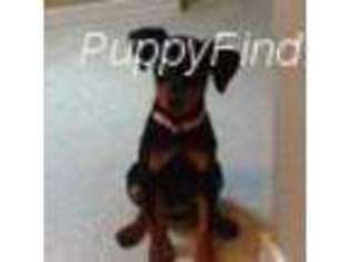 Mutt Puppy for sale in Big Bear Lake, CA, USA