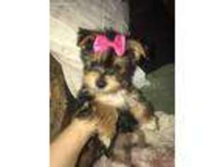 Yorkshire Terrier Puppy for sale in South Pittsburg, TN, USA