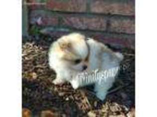 Pomeranian Puppy for sale in Palmdale, CA, USA