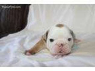 Bulldog Puppy for sale in Emporia, VA, USA