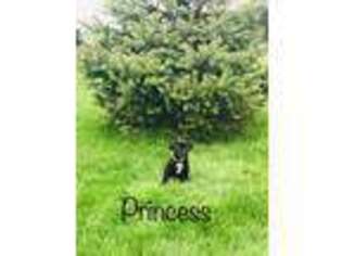 Mastiff Puppy for sale in Archbold, OH, USA