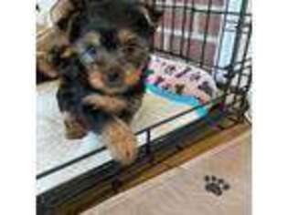 Silky Terrier Puppy for sale in Newton, MA, USA