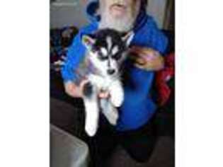 Siberian Husky Puppy for sale in Sheridan, MI, USA