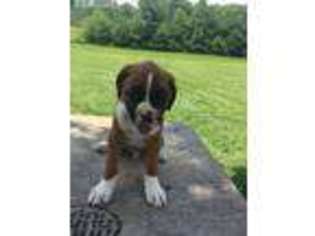 Boxer Puppy for sale in Corbin, KY, USA