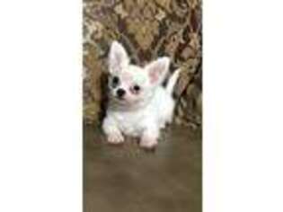 Chihuahua Puppy for sale in Sevierville, TN, USA