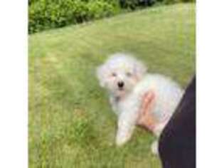 Bichon Frise Puppy for sale in Cookeville, TN, USA